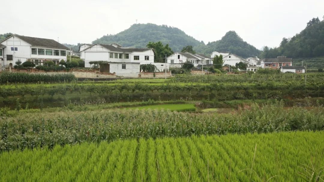 修文縣折溪村：備足“清涼套餐” 迎接八方來客